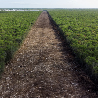 Mexicos Maya Train chugs forward, but at what cost?