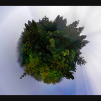 Mongabay Reports: How many trees are on the Earth?