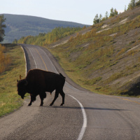 Speeding toward solutions: Can road ecology save millions of animals?