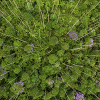 Mongabay Reports: Can you fund reforestation by cutting trees down?