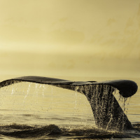 How the sounds of whales guide conservation efforts