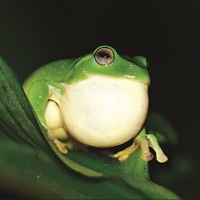 Taiwans natural soundscapes and a critique of the global hydropower building boom