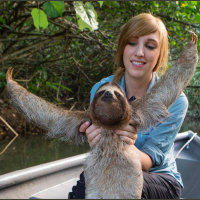 Sloths amazing survival skills create a challenge for their survival