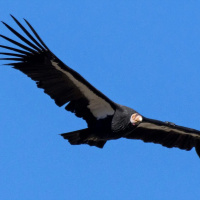 Kelp, condors and Indigenous conservation