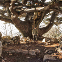 Mongabay Reports: Lebanons inspiring restoration success