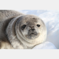 Singing seals and a discussion of the “infrastructure tsunami” sweeping the planet