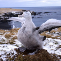 Mongabay Reports: Spies in the sky, albatrosses alert authorities to illegal fishing