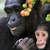 Mongabay Reports: Why chimp GIFs arent funny