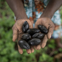 Mongabay Explores New Guinea: Community empowerment and forest conservation grow from the galip nut
