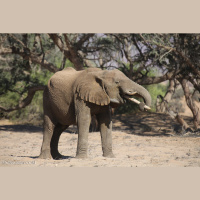 Andrea Crosta of Elephant Action League on “The Ivory Game” and orangutans under threat in Indonesia