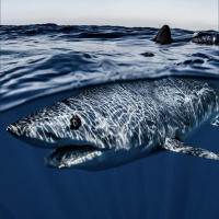 Finned: A tale of illegal fishing and the fate of Pacific sharks