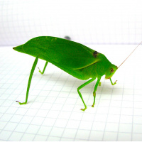 How the sweet sounds of tropical katydids can benefit rainforest conservation