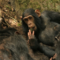 Mongabay Reports: Chimpanzee tool innovation reveals cultural evolution