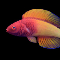 Mongabay Reports: Spectacular fish is the first named by a Maldivian scientist