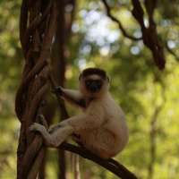 What can soundscapes tell us about animals and their home landscapes?