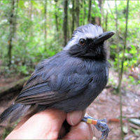 Gas drilling vs wildlife in Peruvian Amazon and a Goldman Prize winner on mercury contamination