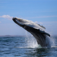 Singing cetaceans: New whale  dolphin recordings intrigue researchers