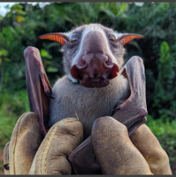 Bats and Ebola: studying fruit bats to prevent future outbreaks