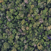 Could Brazils election decide the fate of the Amazon?