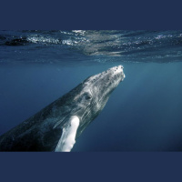 Deep dive into marine wildlife study with bioacoustics