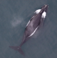 Right whales discovered singing for the first time: new recordings