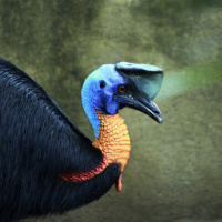 Mongabay Explores New Guinea: Protecting unparalleled biodiversity