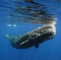 Animals have culture, too, and for some its crucial to their survival and conservation