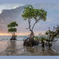 Are nature based solutions the best fix for climate change?