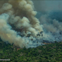 Forest fire season 2020: what will it look like and what can we do?