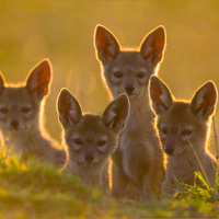 How to photograph wildlife ethically and why that’s so necessary