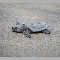 How 96 rare sea turtle hatchlings survived a NY City summer