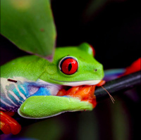 Mongabay Newscast trailer