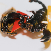 Mongabay Reports: Can bugs take a bite out of climate change?