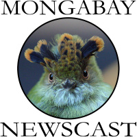 Mongabay Newscast #1: Panamas Barro Blanco Dam