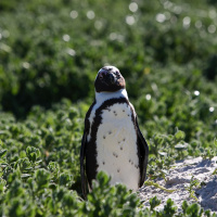 Mongabay Reports: Breeding new hope for African penguins at De Hoop Nature Reserve