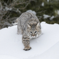 Bobcats provide health benefits for ecosystems and humans, but are largely misunderstood