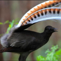 Return of the amazing superb lyrebird