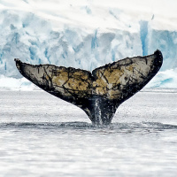 Mongabay Reports: Whats in the historic new U.N. High Seas treaty?