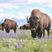 Ken Burns on The American Buffalo, his latest documentary focusing on the iconic species