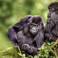 Top wildlife photography requires patience, ethics, and kindness