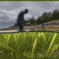 How marine conservation benefits by blending Indigenous knowledge and western science