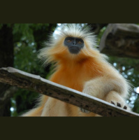 Almost Famous Animals - plus the songs of galagos