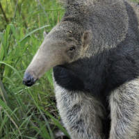 Anteaters lead the way for species reintroductions in Argentina