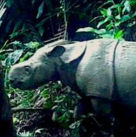 Mongabay Reports: Two new Javan rhino calves spotted in the species’ last holdout