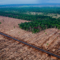 Mongabay Explores Sumatra: Deforestation demystified