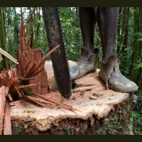 Mongabay Explores New Guinea: Carbon cowboys and illegal logging
