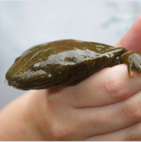 Mongabay Explores the Great Salamander Pandemic, Part 6: Hellbenders and super spreaders