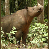 Mongabay Explores Sumatra: where are the rhinos?