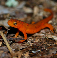 Mongabay Explores the Great Salamander Pandemic, Part 1: Are we ready?
