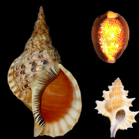 What can seashells tell us about the oceans health?